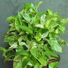 Load image into Gallery viewer, Extra Large Marble Queen Pothos