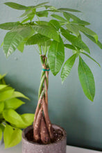 Load image into Gallery viewer, Pachira Aquatica &#39;Money Tree&#39; 20-24&quot; Tall