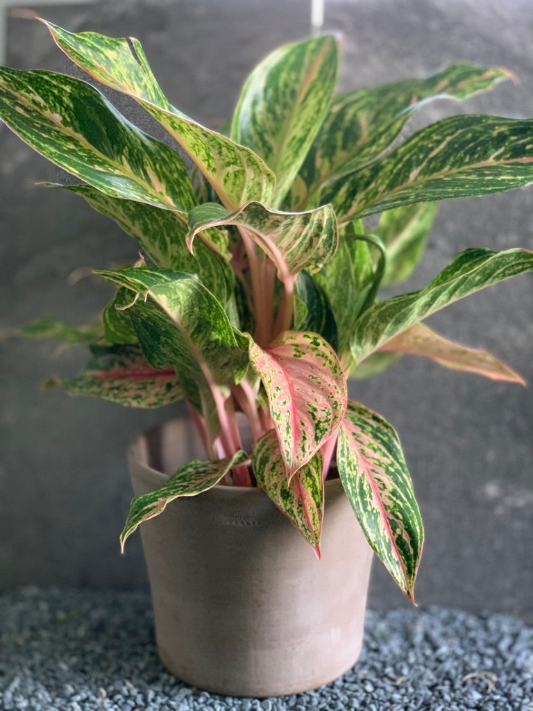 Aglaonema Chinese Evergreen 'Butterfly'