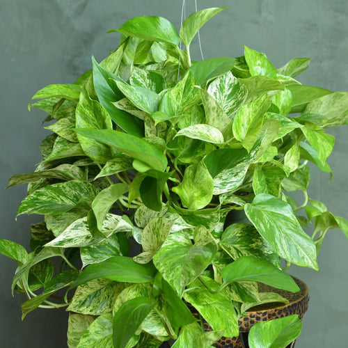 Extra Large Marble Queen Pothos