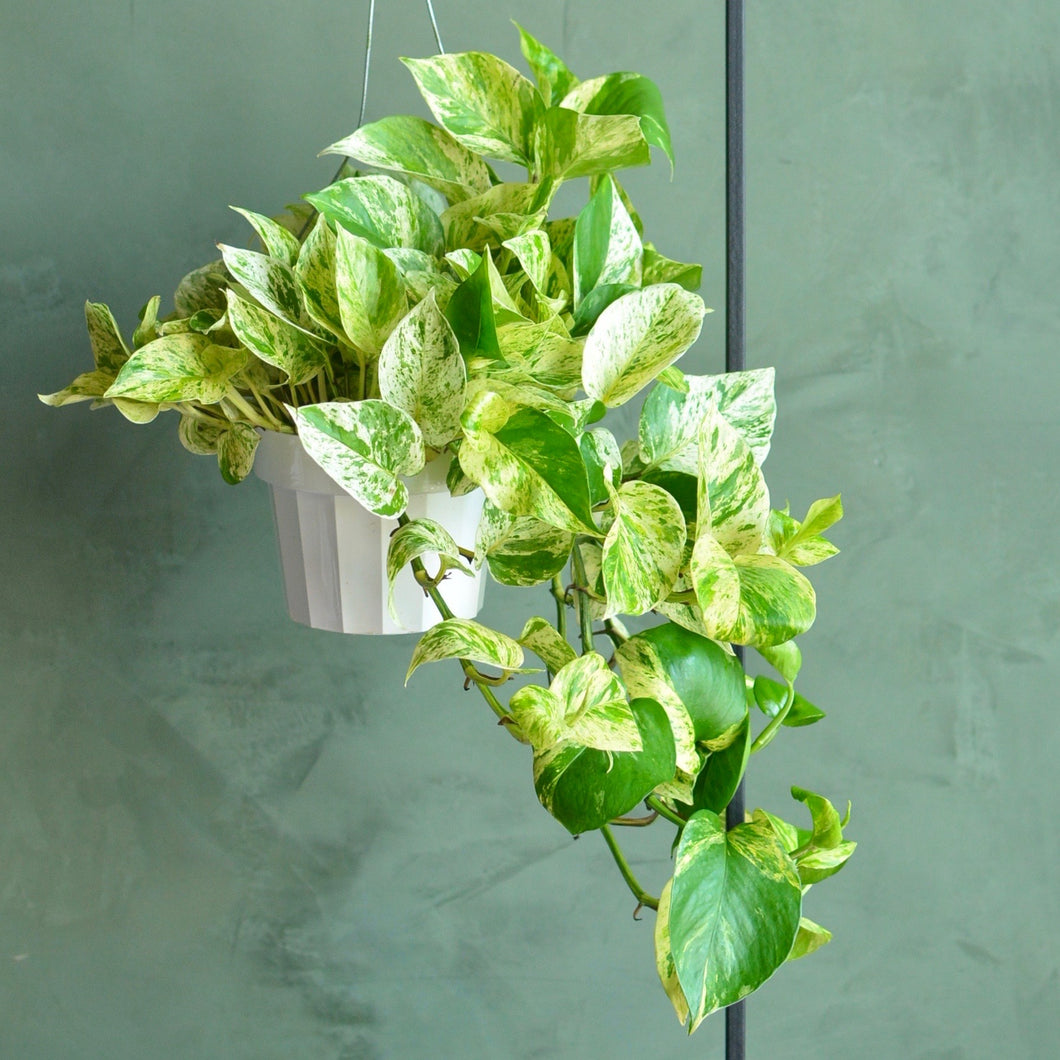 Large Marble Queen Pothos