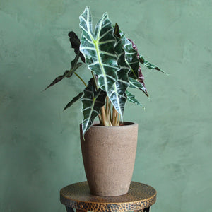 Alocasia Polly 'African Mask Plant'