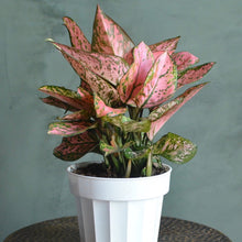 Load image into Gallery viewer, Aglaonema Chinese Evergreen &#39;Lady Valentine&#39;