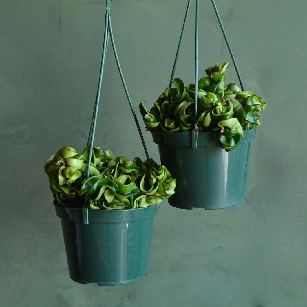 Rare Hoya Hindu Rope Plant