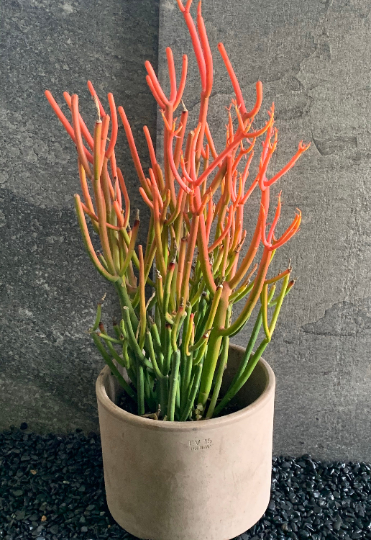 Euphorbia Tirucalli 'Sticks on Fire'