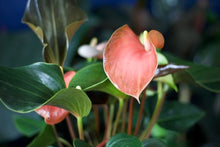 Load image into Gallery viewer, Anthurium Orange Rainbow