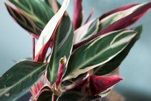 Load image into Gallery viewer, Stromanthe Triostar &#39;Tricolor Prayer Plant&#39;