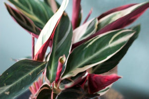 Stromanthe Triostar 'Tricolor Prayer Plant'