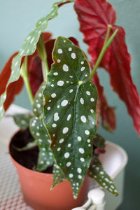 Begonia Maculata 'Polka Dot Plant'