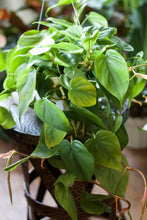 Load image into Gallery viewer, Extra Long Philodendron Cordatum