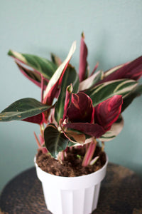 Stromanthe Triostar 'Tricolor Prayer Plant'