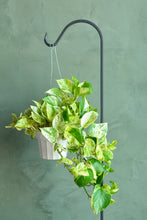 Load image into Gallery viewer, Large Marble Queen Pothos