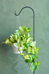Large Marble Queen Pothos