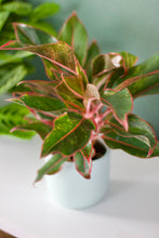 Load image into Gallery viewer, Red Aglaonema Chinese Evergreen