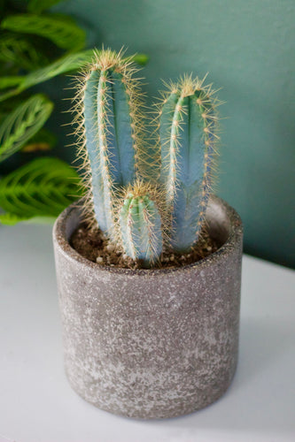 Three - Blue Torch Cactus (Pilosocereus Pachycladus)