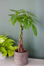Load image into Gallery viewer, Pachira Aquatica &#39;Money Tree&#39; 20-24&quot; Tall