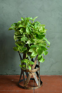 Extra Large Marble Queen Pothos