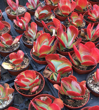 Load image into Gallery viewer, Kalanchoe Lucaie &#39;Flap Jacks&#39;