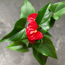 Load image into Gallery viewer, Red Anthurium