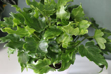 Load image into Gallery viewer, Philodendron &#39;Little Hope&#39;