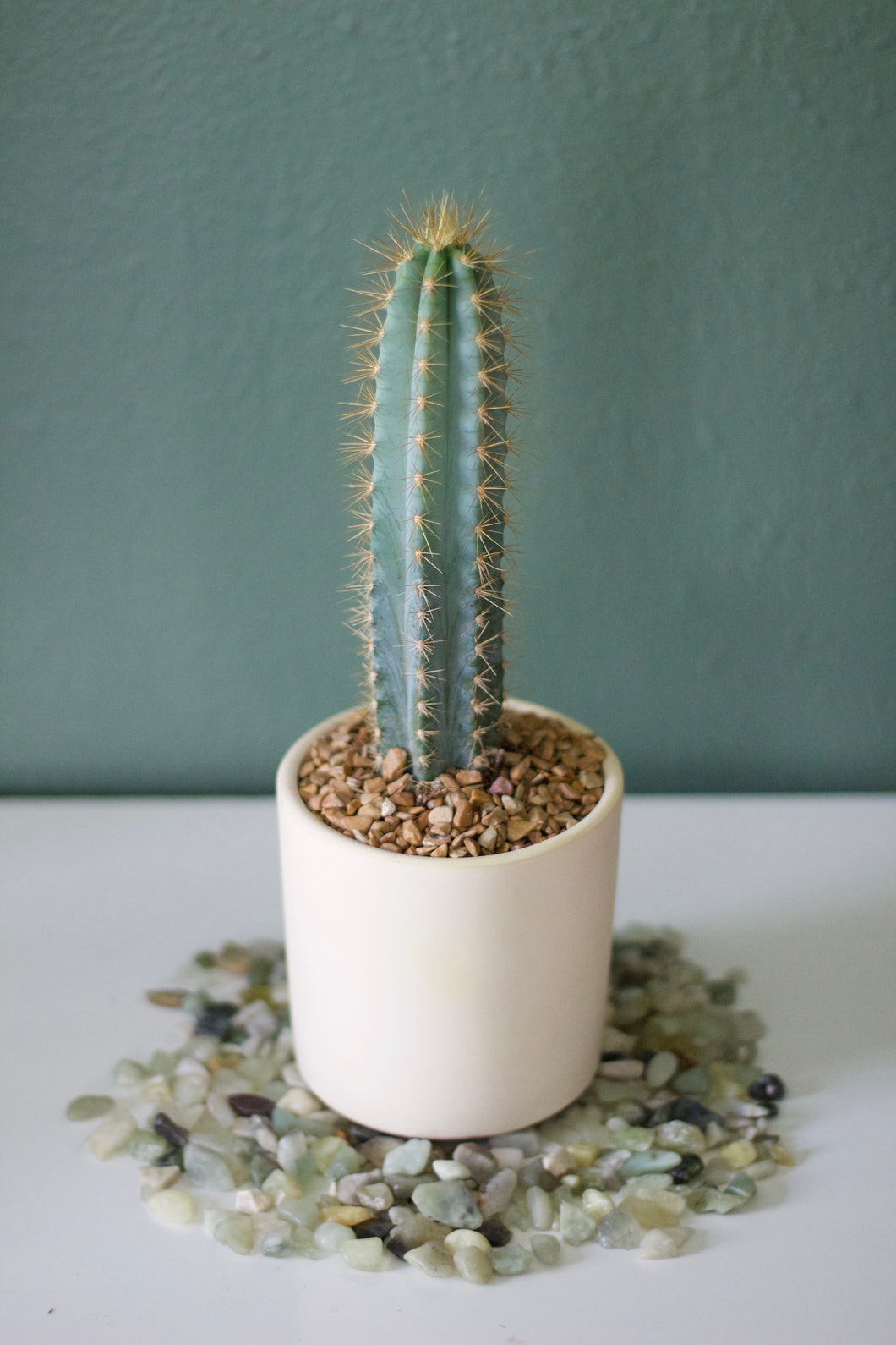 Blue Torch Cactus (Pilosocereus Pachycladus)