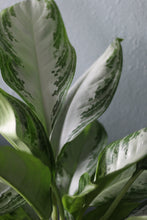 Load image into Gallery viewer, Chinese Evergreen Silver Bay