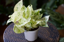 Load image into Gallery viewer, Marble Queen Pothos