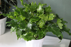 Philodendron 'Little Hope'