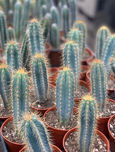 Blue Torch Cactus (Pilosocereus Pachycladus)