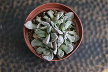 Load image into Gallery viewer, Titanopsis Calcarea &#39;Concrete Leaf Living Stone&#39;