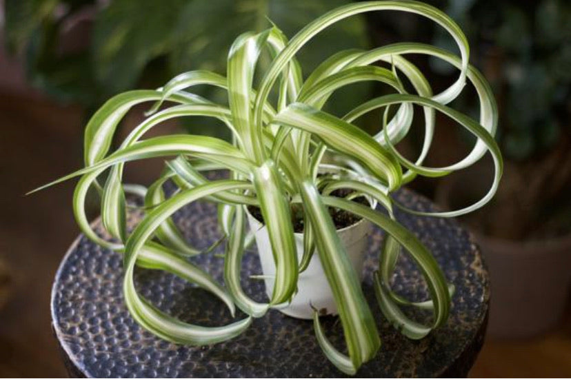 Chlorophytum Spider Plant