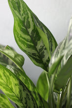 Load image into Gallery viewer, Chinese Evergreen Tigress