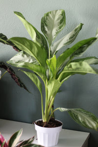 Chinese Evergreen Silver Bay