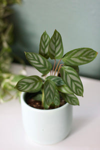 Calathea Setosa 'Grey Star'