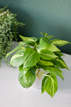 Load image into Gallery viewer, Philodendron Brasil