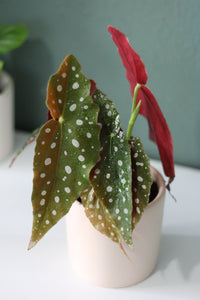 Begonia Maculata 'Polka Dot Plant'