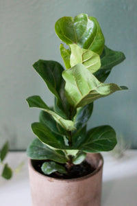 Mini Fiddle Leaf Fig