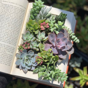 Thorn & Raised - Living Succulent Book
