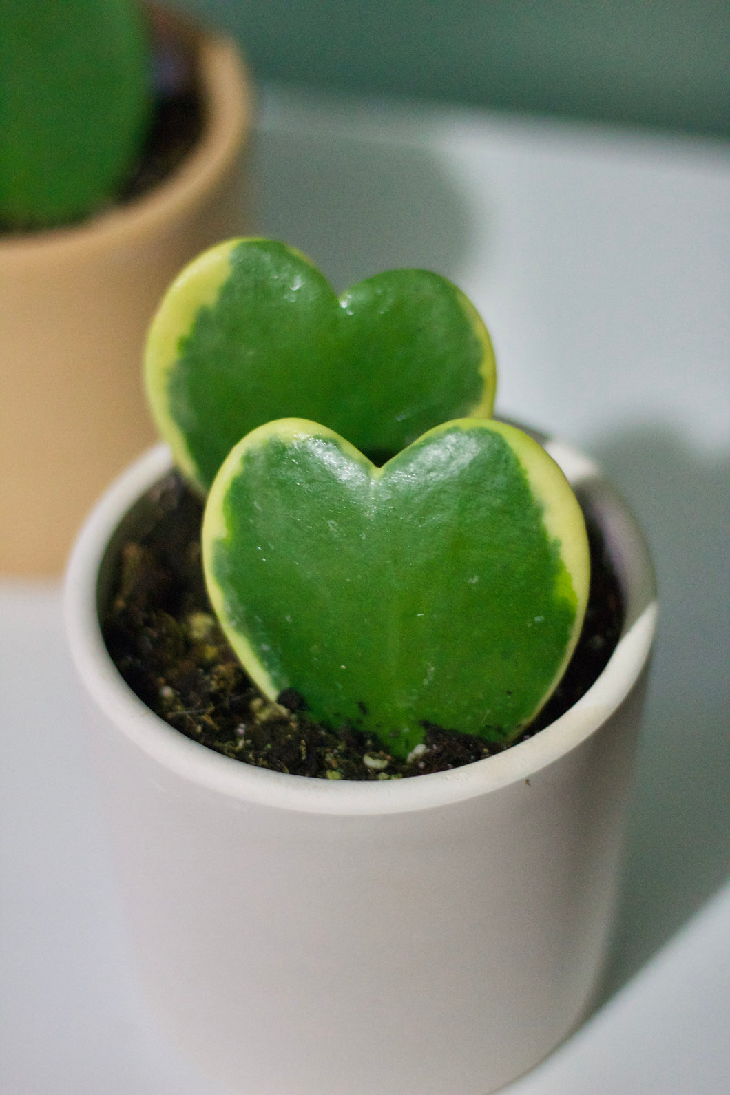 Variegated Hoya Kerrii Heart Double Leaf